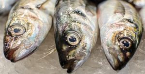 Governo federal quer cortar seguro-defeso