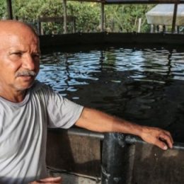 Criação de peixe inova o cultivo de açaí no interior de Rondônia
