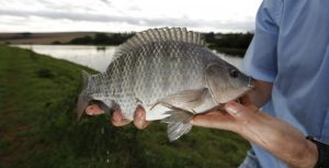 C.VALE: Frigorífico de peixes vai gerar 400 empregos no Paraná