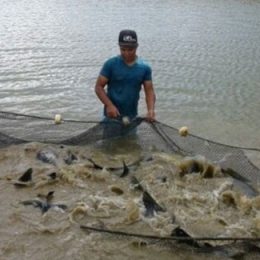 Tilápia é o tipo de peixe mais produzido no Brasil