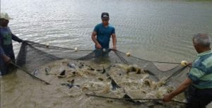 Tilápia é o tipo de peixe mais produzido no Brasil