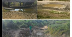 Estiagem afeta criação de peixe, gado e cultivo de banana no interior de RR