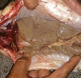 Primeiro dia de liberação da pesca em MT tem peixes com ovas