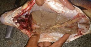 Primeiro dia de liberação da pesca em MT tem peixes com ovas