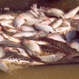 Produção de peixe deve crescer 10%