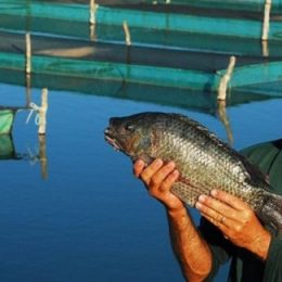 PISCICULTURA: Produção de peixes em cativeiro alcançou 640 mil toneladas em 2016