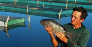 PISCICULTURA: Produção de peixes em cativeiro alcançou 640 mil toneladas em 2016