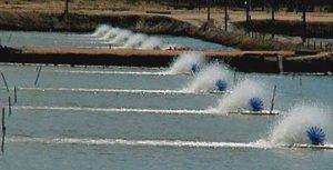 Boas práticas adequam concentrações de oxigênio dissolvido em viveiros de piscicultura