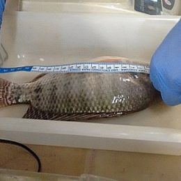 Ferramenta auxilia piscicultores no monitoramento da saúde de peixes