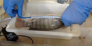 Ferramenta auxilia piscicultores no monitoramento da saúde de peixes