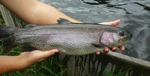 Criadores de truta em Itamonte buscam melhorias na atividade com apoio da Emater-MG