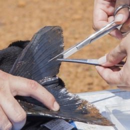 Cientistas sequenciam genoma de peixes brasileiros