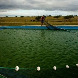 Instituto de Pesca irá difundir a pesquisa científica ao pequeno produtor
