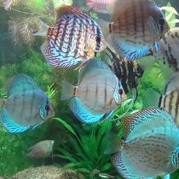Zona da Mata ganha Centro de Referência em Piscicultura Ornamental