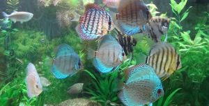 Zona da Mata ganha Centro de Referência em Piscicultura Ornamental