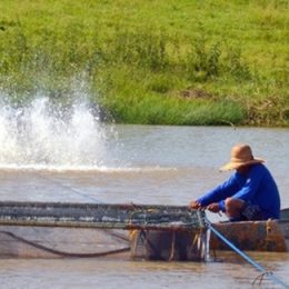 Sanidade na produção de peixes será tema de curso em São José do Rio Preto
