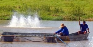 Sanidade na produção de peixes será tema de curso em São José do Rio Preto