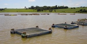 Parana, Rondônia e Sao Paulo puxam crescimento da Piscicultura no Brasil