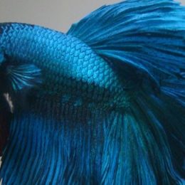 Aquacultura marca presença na 57ª Exposição Estadual Agropecuária