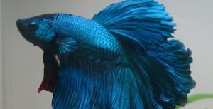 Aquacultura marca presença na 57ª Exposição Estadual Agropecuária