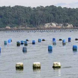 Incentivo à maricultura em Santa Catarina
