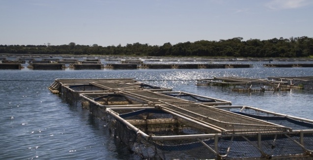 Paraná, Rondônia e São Paulo destacam-se na produção de peixes no Brasil