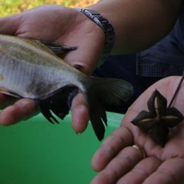 Planta da Amazônia é usada para agregar ômega 3 ao tambaqui