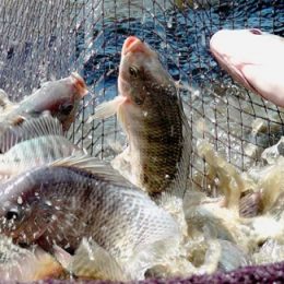 Baixas temperaturas exigem maior controle no manejo de pescados para evitar queda na produtividade