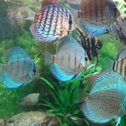 2º Simpósio de Peixes Ornamentais de Minas Gerais