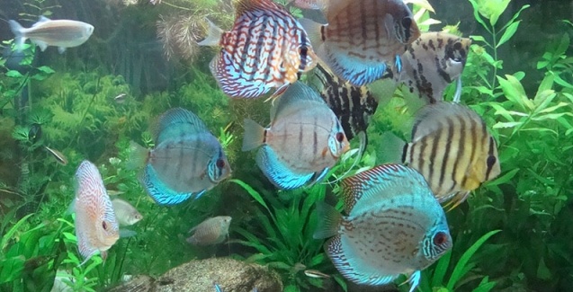 2º Simpósio de Peixes Ornamentais de Minas Gerais