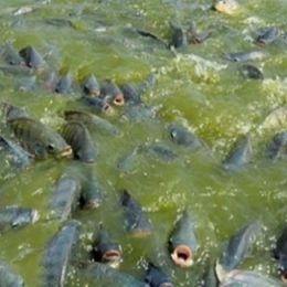 De olho na piscicultura