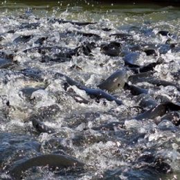 AB Vista tem a solução para a otimização de ração para peixes