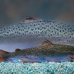 Salmão transgênico é comercializado no Canadá