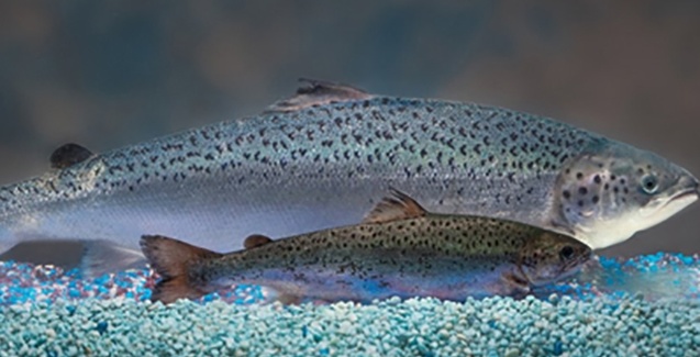 Salmão transgênico é comercializado no Canadá