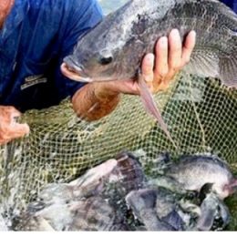 IBGE: Pecuária bovina e piscicultura crescem em 2016