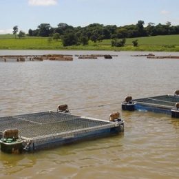 Minas Gerais avança no ranking nacional de criação de peixes