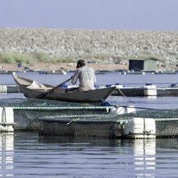 Comitê agora orienta o quê, aonde e quando pescar no Brasil