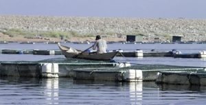 Comitê agora orienta o quê, aonde e quando pescar no Brasil