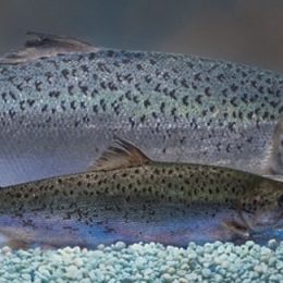 EUA aprova salmão transgênico para consumo humano