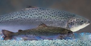 EUA aprova salmão transgênico para consumo humano