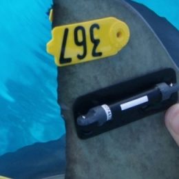 Fazenda de Tocantins utiliza sistema de telemetria na criação de pirarucus