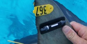 Fazenda de Tocantins utiliza sistema de telemetria na criação de pirarucus