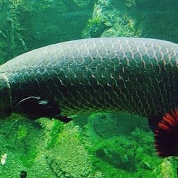 Pescadores do Acre buscam certificação internacional do pirarucu