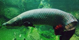 Pescadores do Acre buscam certificação internacional do pirarucu