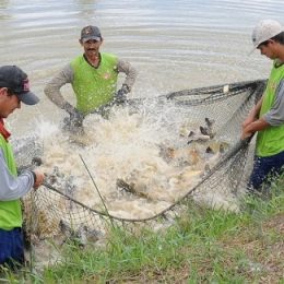 Alevinos produzidos pela Codevasf recompõem estoque pesqueiro do trecho mineiro do rio São Francisco