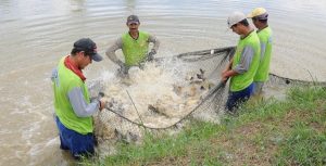 Alevinos produzidos pela Codevasf recompõem estoque pesqueiro do trecho mineiro do rio São Francisco