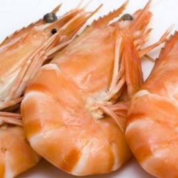 Projeto Campo Futuro: Camarão apresenta maior nível de investimento entre espécies estudadas