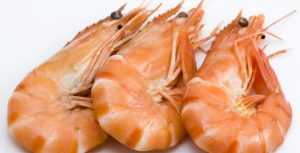 Projeto Campo Futuro: Camarão apresenta maior nível de investimento entre espécies estudadas