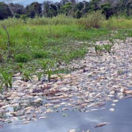 Decoada repentina no Pantanal mata peixes e alerta para pesca predatória