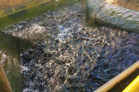 Projeto federal de piscicultura é referência para pequenos produtores da Bahia